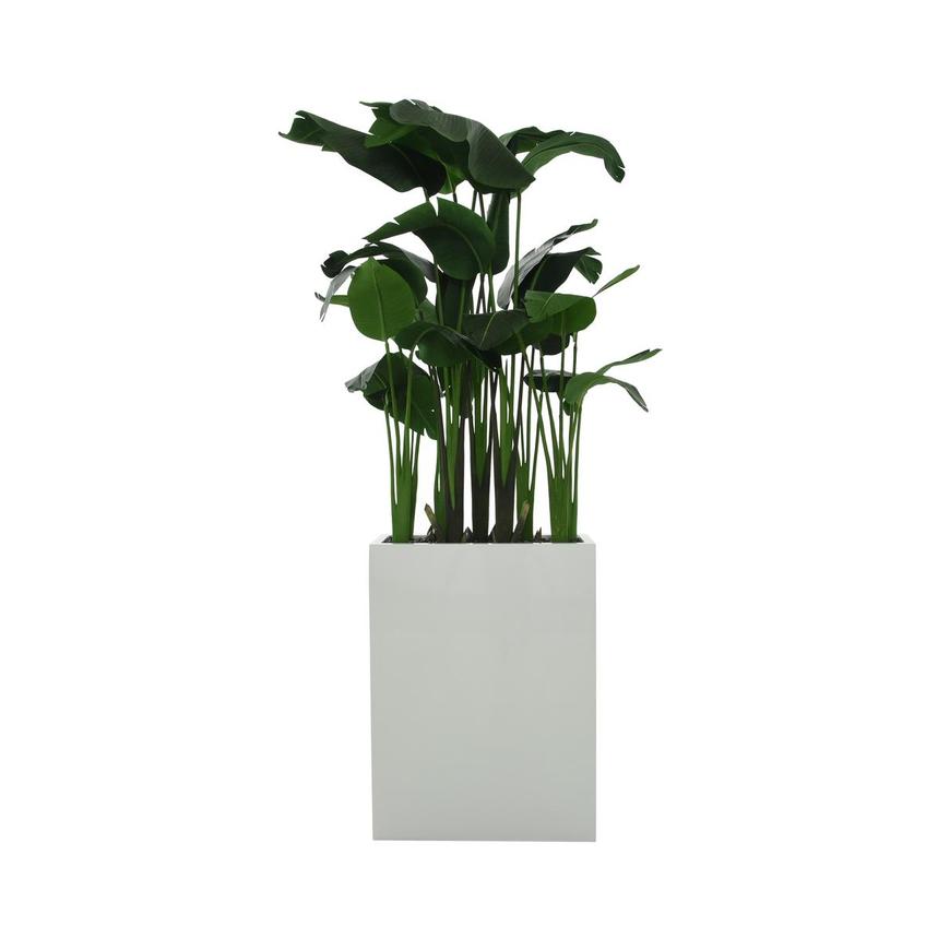 Kalei Planter main image, 1 of 6 images.