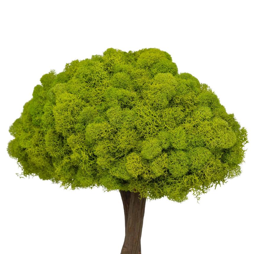 Bazily Plants Decor  alternate image, 4 of 6 images.