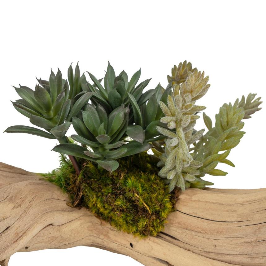 Kutuk Plant  alternate image, 9 of 9 images.